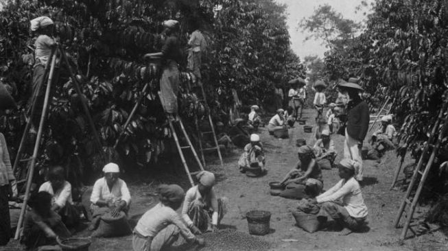 Sistem Tanam Paksa di Masa Kolonial Belanda